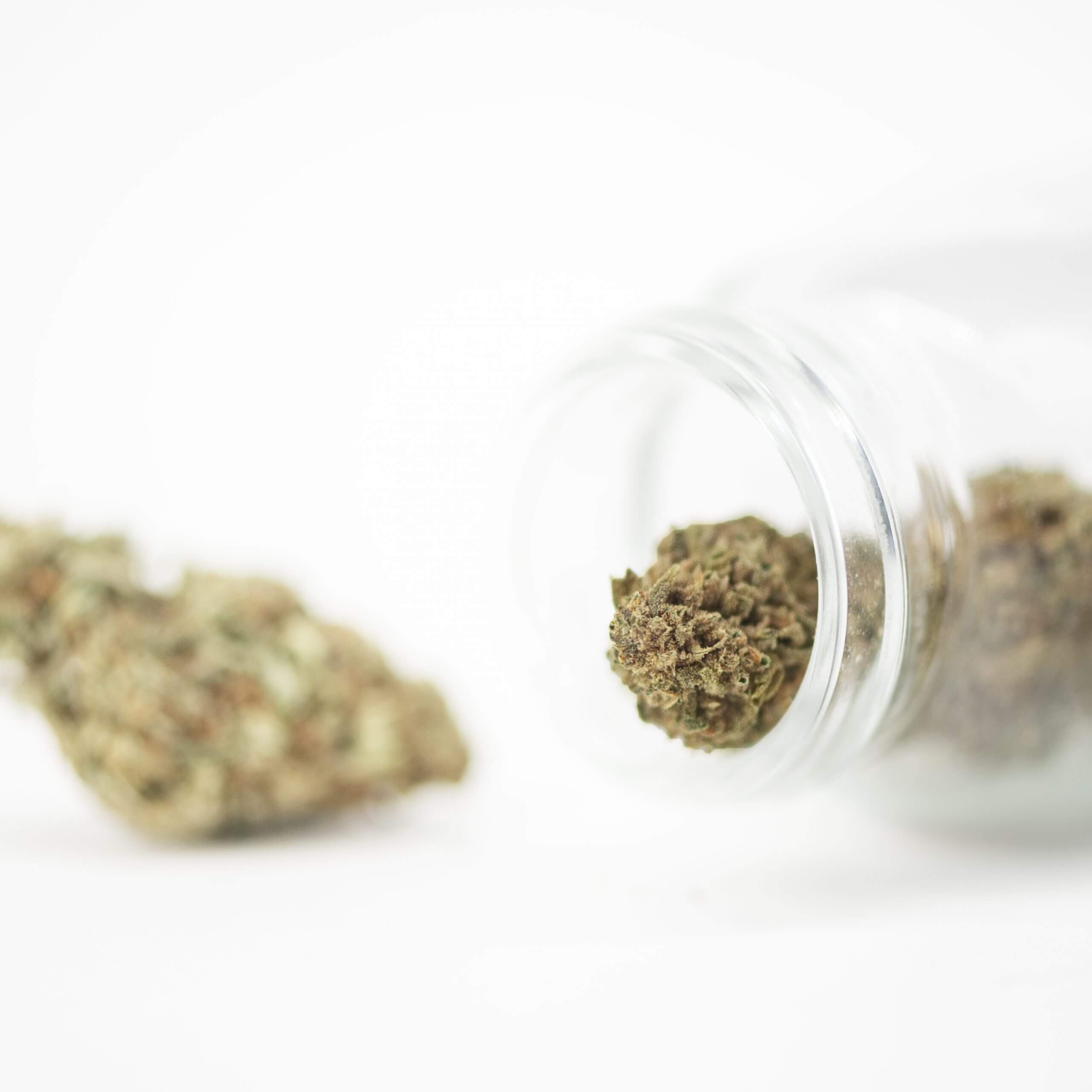 cbd flowerBubble Gum 4