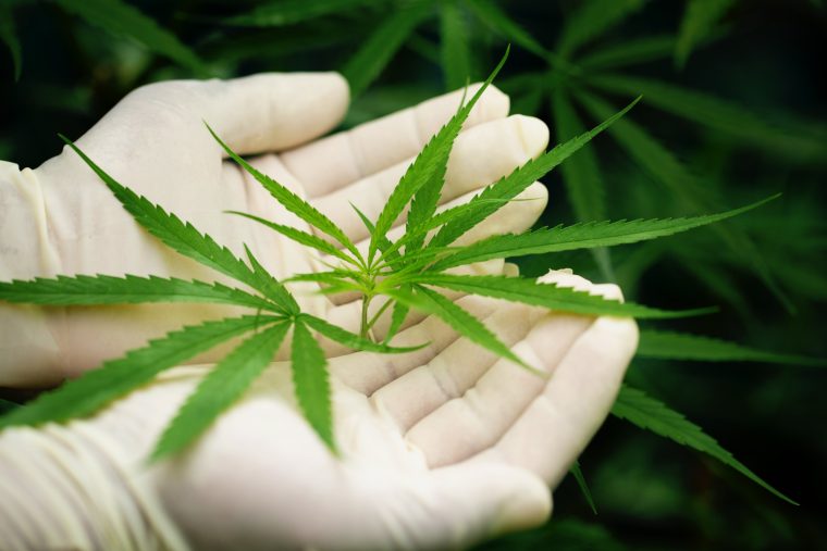 10 faits scientifiques incontournables sur le CBD que vous devez connaître