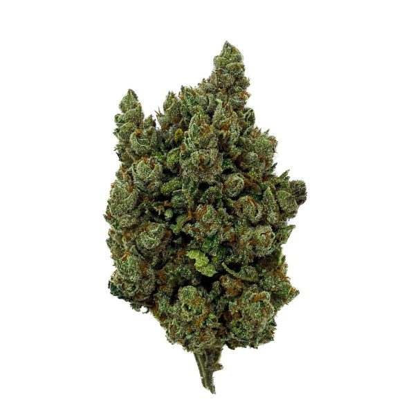 Orange Sherbet indoor