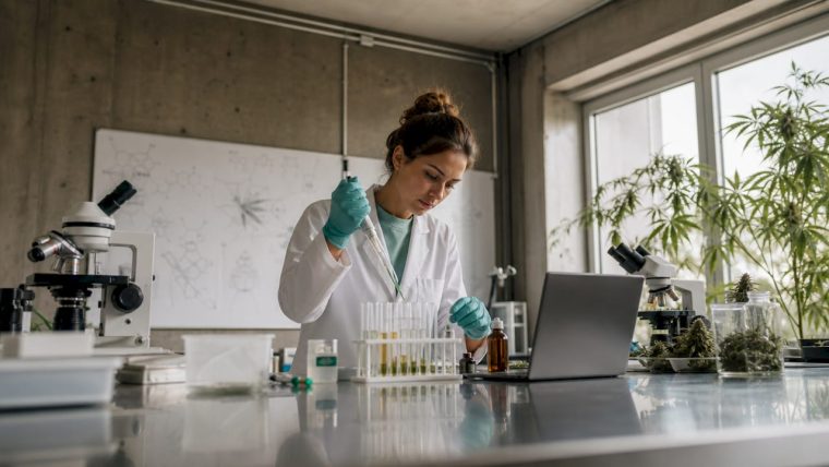 CBD, CBG et CBN : quelles différences entre les cannabinoïdes ?