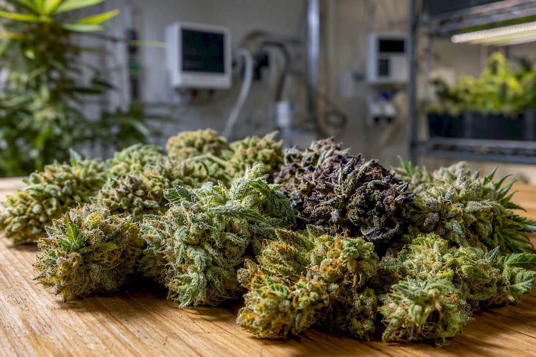 Nahaufnahme von Hanfblüten, auf der die Trichome deutlich zu erkennen sind.