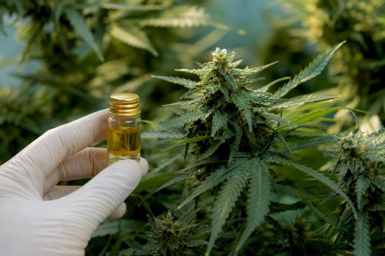 THCA vs CBD : quelle molécule choisir pour un usage sûr ?