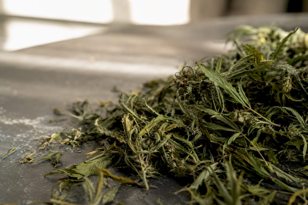Getrocknete Cannabisblätter in Nahaufnahme auf einem Holztisch
