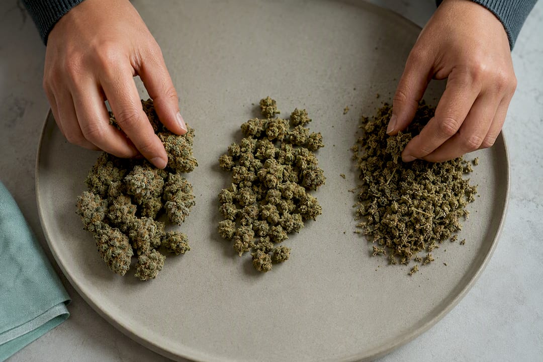 1,65–15 €/g : comment décomposer le prix des fleurs de CBD en France - Pure Extract CBD Trennung der Köpfe, Popcorn und Trimm