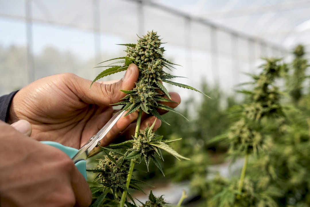 1,65–15 €/g : comment décomposer le prix des fleurs de CBD en France - Pure Extract CBD Sorgfältige manuelle Ernte einer Hanfblüte