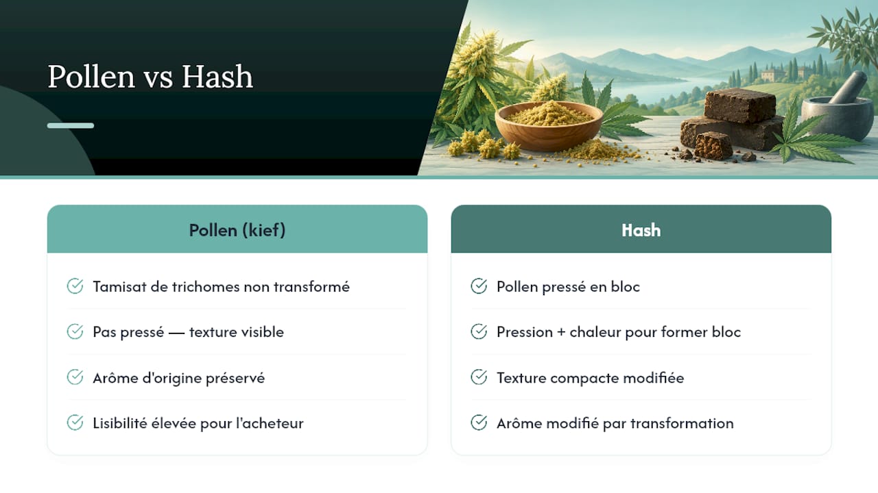 Confronto tra polline di CBD e hashish