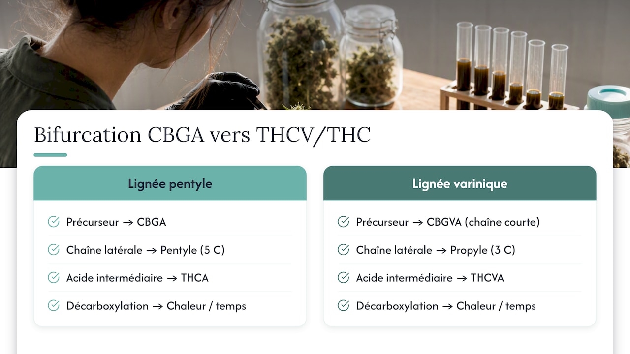 Voies de biosynthèse comparées du THCV et du THC